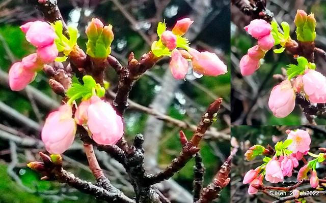 「中正紀念堂」寒流雨中賞櫻與杜鵑花(Cherry Blossom & Rhododendron at C.K.S. Memorial Hall), Taipei, Taiwan, SJKen, Feb 20, 2022.