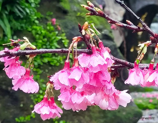 「中正紀念堂」寒流雨中賞櫻與杜鵑花(Cherry Blossom & Rhododendron at C.K.S. Memorial Hall), Taipei, Taiwan, SJKen, Feb 20, 2022.