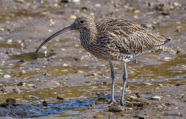 DSC8634  Curlew...