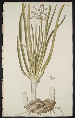 Tulbaghia capensis, la specie scelta da Linneo per esprimere la sua riconoscenza al governatore Thulbagh
