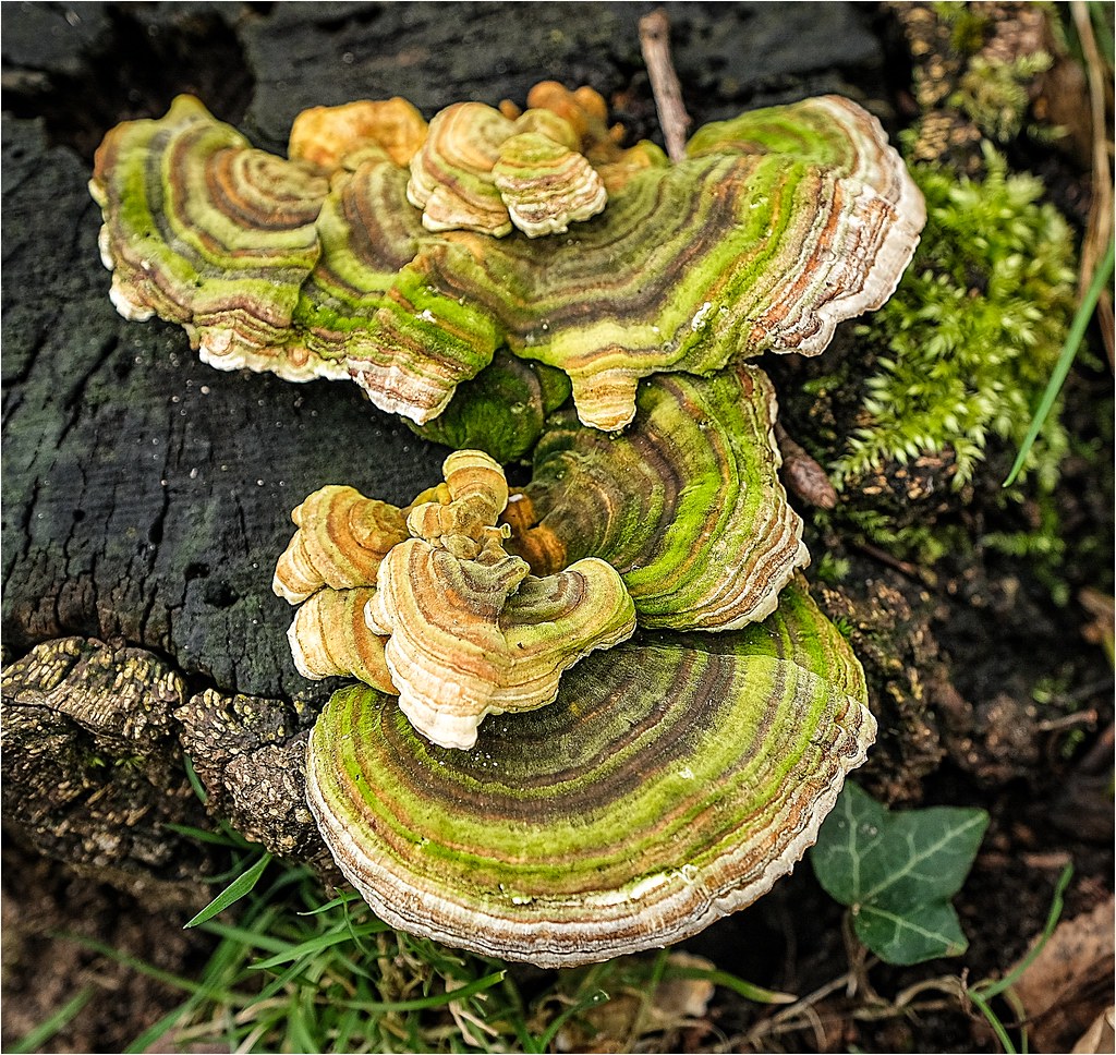 'Turkeytail' Fungi.