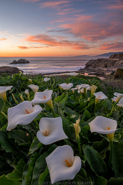 Calla Lillies Revisited in SF