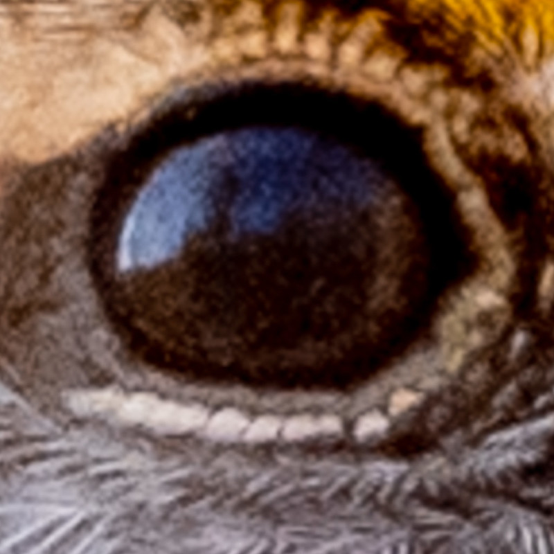 white-throated-sparrow-eye-4597