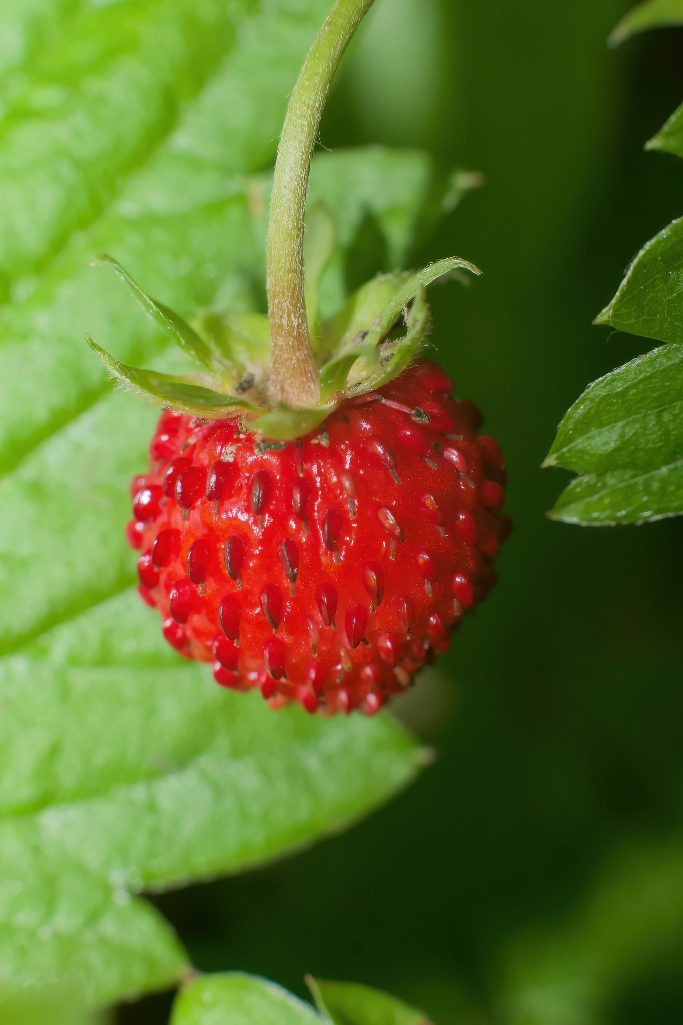 Wild strawberry (Fragaria vesca) – Rechtmehring, Upper Bavaria, Germany