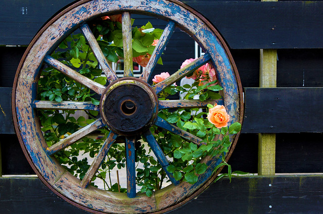 The Rose Wheel _5955