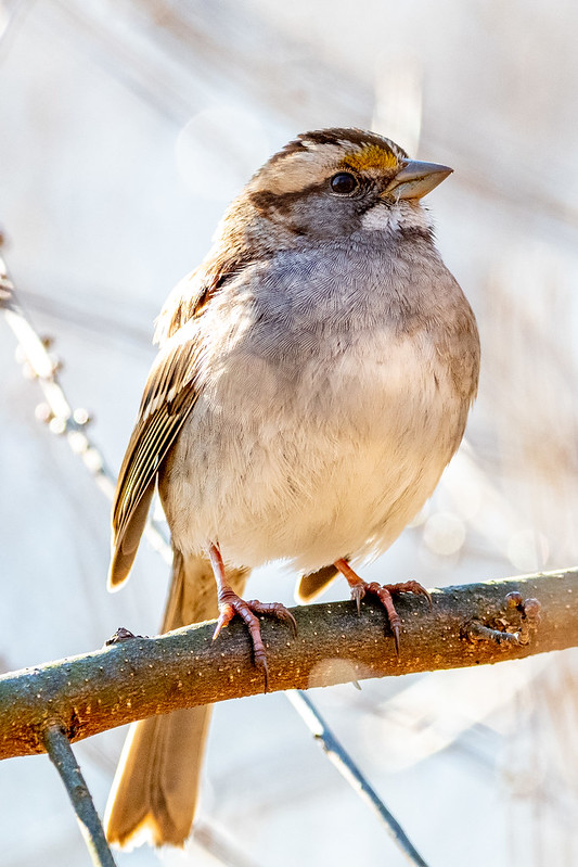 white-throated-sparrow-4597