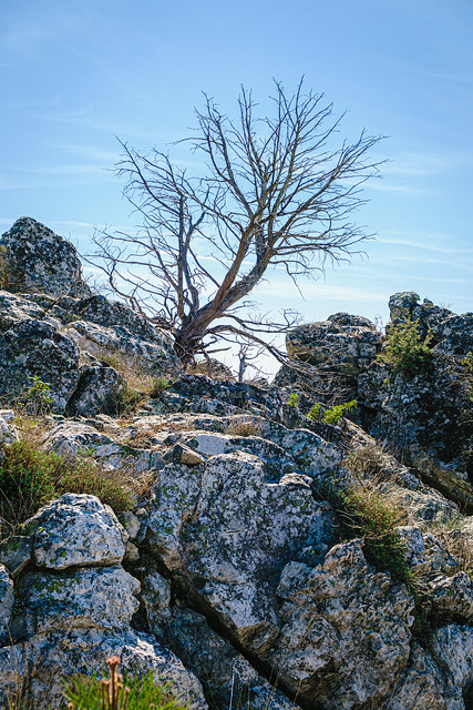 Dead Tree by the Rocks