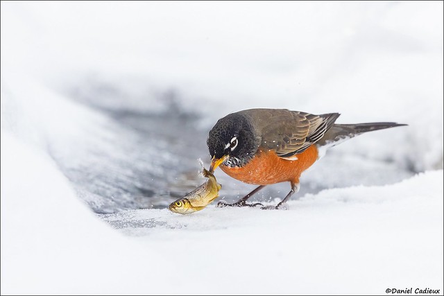 Hungry American Robin Caught A Fish