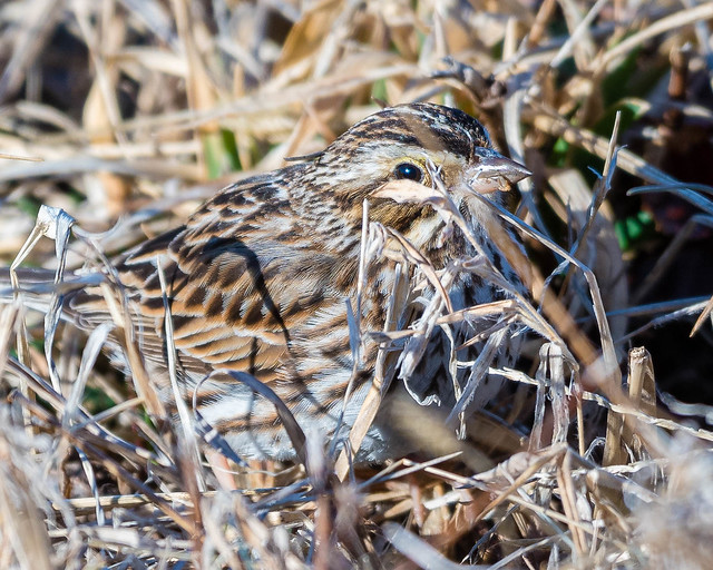 Savannah Sparrow in camouflage mode