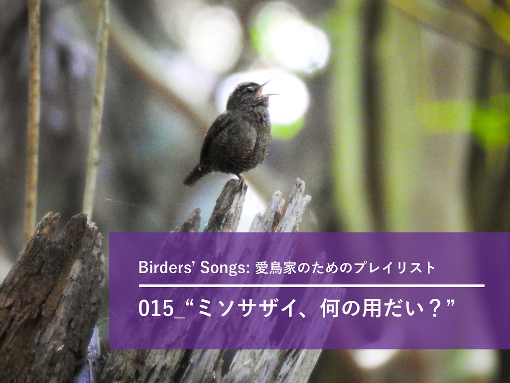 Birders-Songs-015