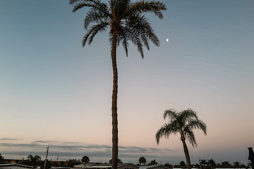 morning sunrise moon palmtree florida clearwater
