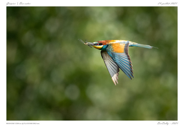 Le guêpier |  Bee-eater