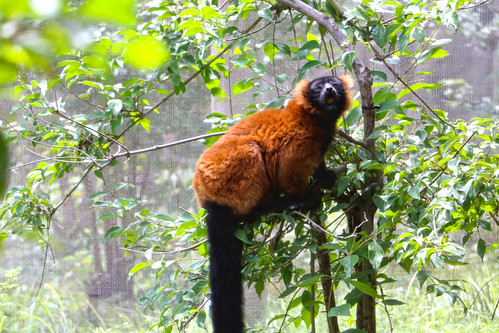 Kansas City - Kansas City Zoo by lukedrich_photography, Source: <a href="https://en.wikipedia.org/wiki/Kansas_City,_Missouri" rel="noreferrer nofollow">en.w