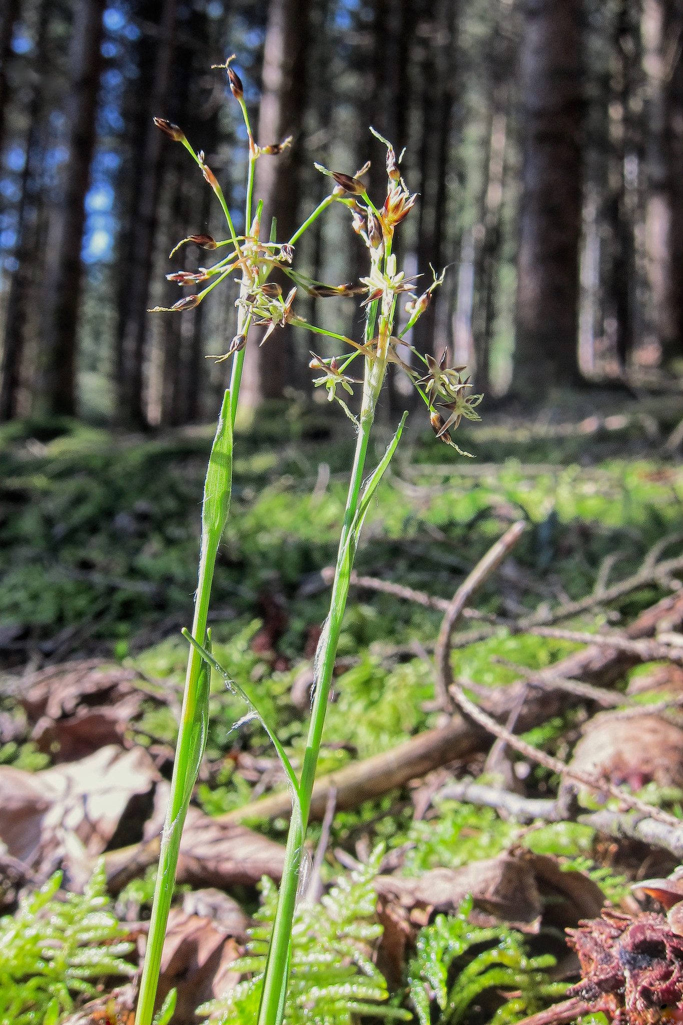 Carex echinata – Albaching, Upper Bavaria, Germany