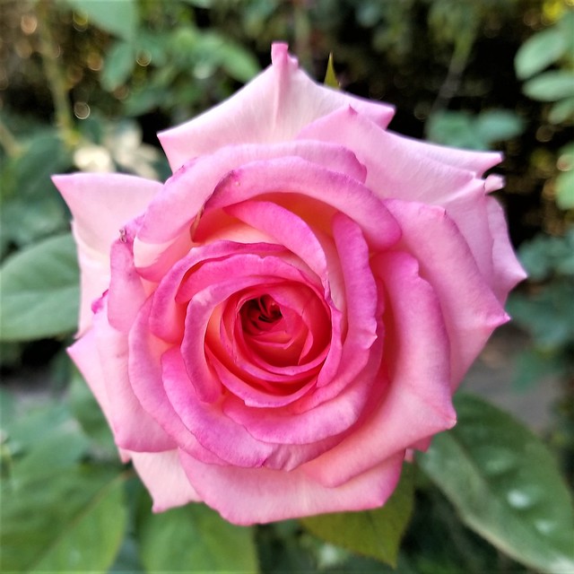 Louise Estes hybrid tea rose