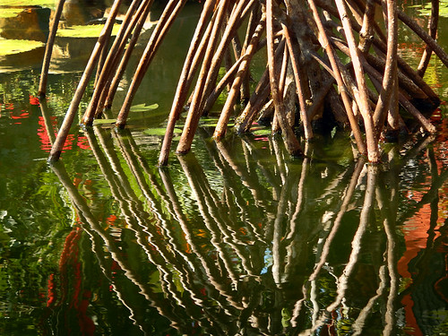 aerial roots into a pond in the Botanical Garden in Puerto Vallarta, Mexico