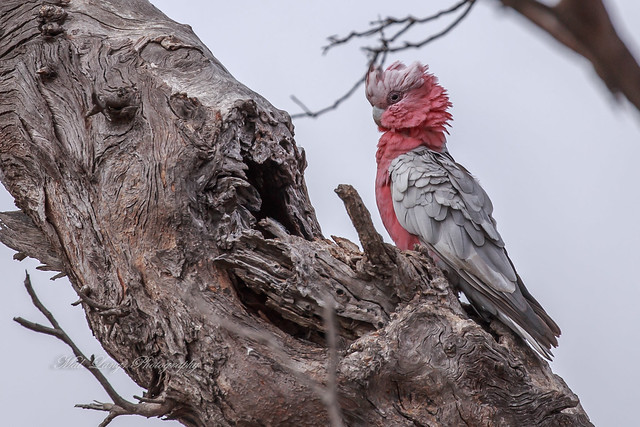Galah ( Eolophus roseicapilla ) at the entrance to its nesting hollow.