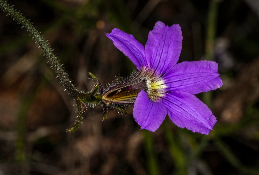 Fan Flower (Scaevola ). Probably Purple Fan-flower (Scaevola ramosissima)
