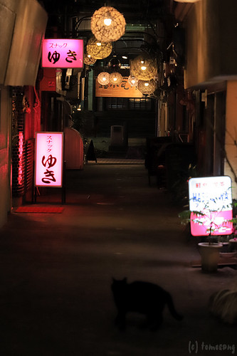 Cat at Beppu