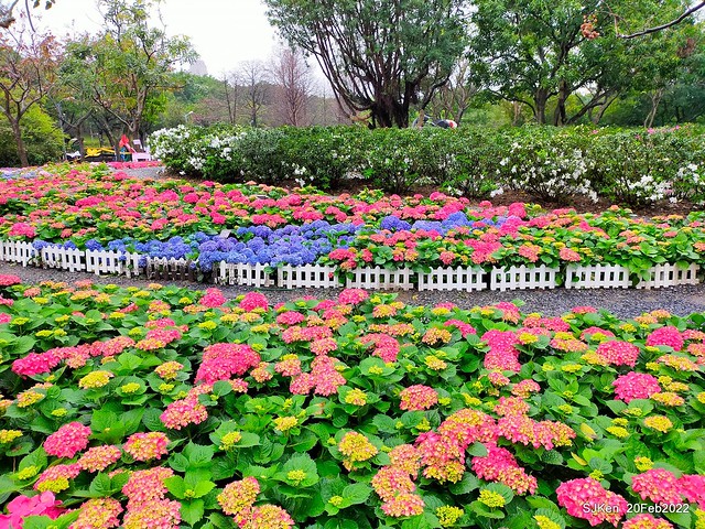 「大安森林公園2022台北杜鵑花季」(Hydrangea & Rhododendron flower exhibition at Da-An forest park), Taipei, Taiwan, SJKen, Feb 20, 2022.