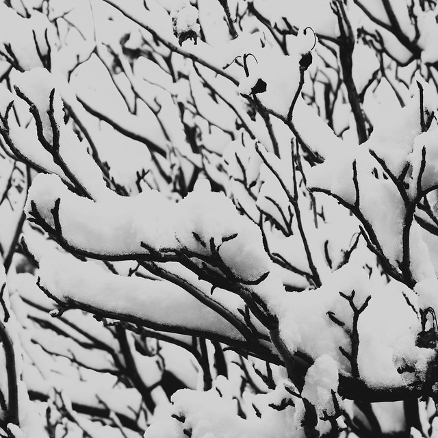 Snow On Branches 1