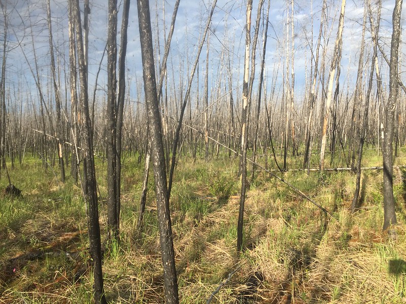 Light coniferous taiga near Chersky in the Sakha Republic, Russia, burnt in 2001, with complete tree mortality.