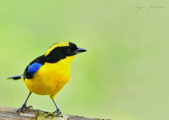 Blue-winged mountain tanager  (Anisognathus somptuosus)