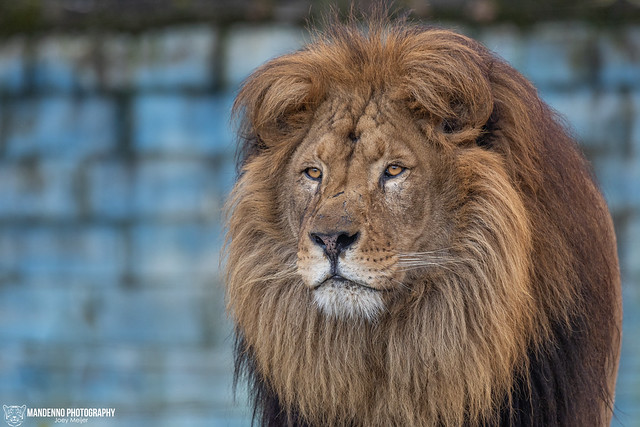 African Lion - Pakawi Park - Belgium