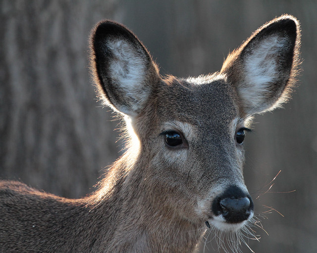 White-tailed Deer 5808