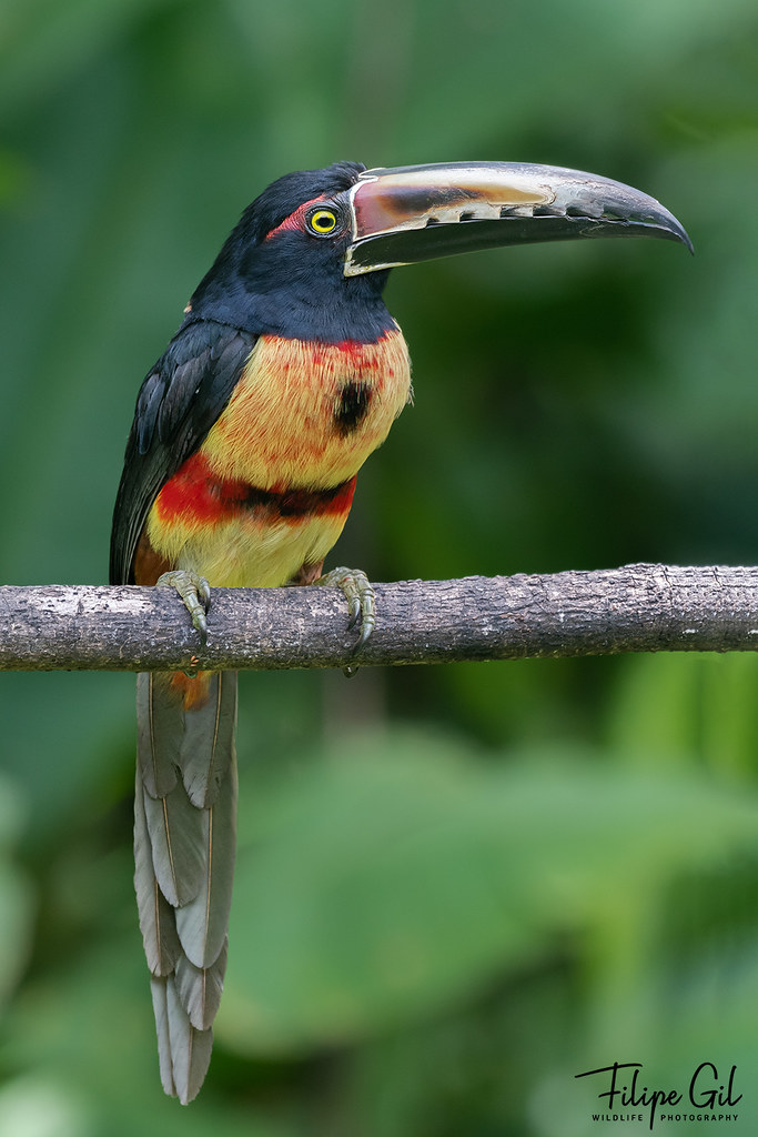 Collared Aracari (Pteroglossus torquatus)