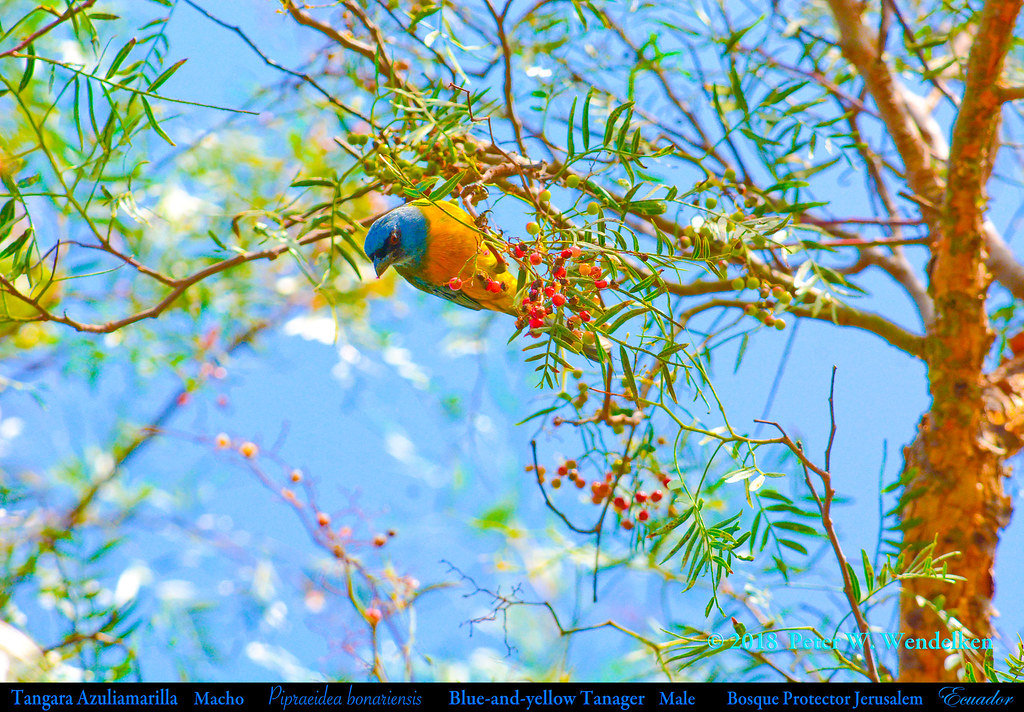 BLUE-AND-YELLOW TANAGER Pipraeidea bonariensis Male at Bosque Protector Jerusalem in Northern Ecuador. Tanager Photo by Peter Wendelken.