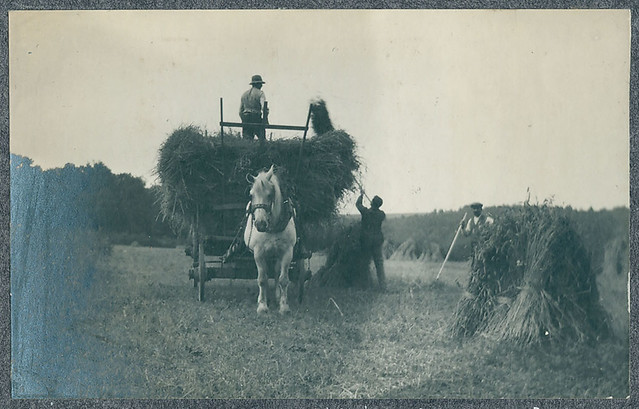 Harvest scene (Belgium, 1919)
