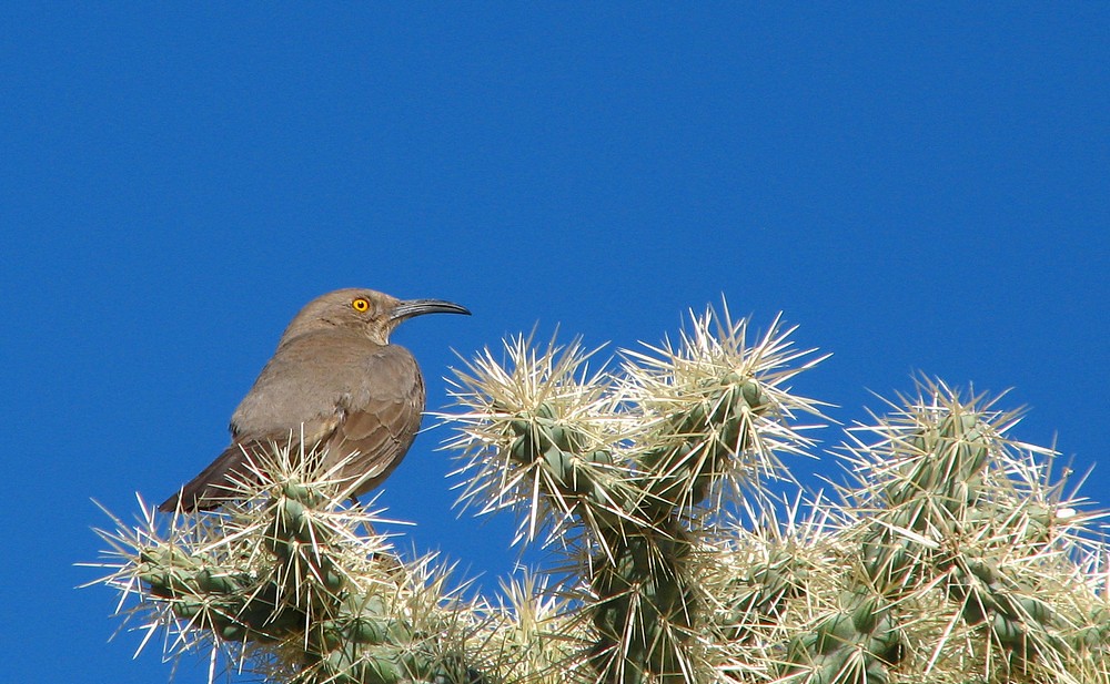 Curve-Billed Thrasher (Toxostoma curvirostre), well-adapted to its prickly habitat.