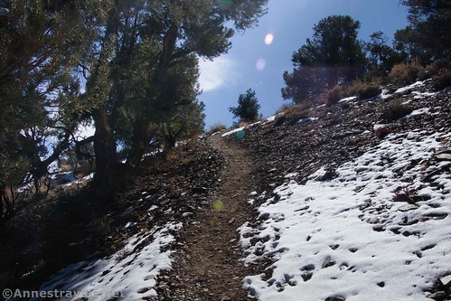 Snow along the Wildrose Peak Trail, Death Valley National Park, California