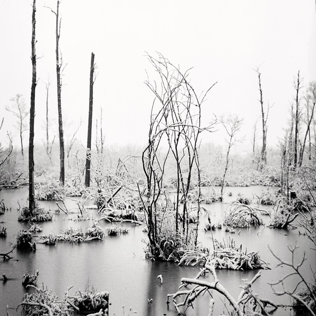 Swamp in the floodplain of the Prypiac River. Palesse, Belarus, 2021.