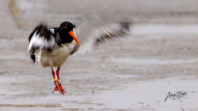 Oystercatcher - playing in the rain