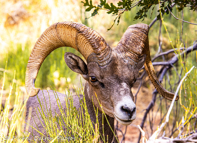 Big Horn Sheep at Zion National Park IMG_1773