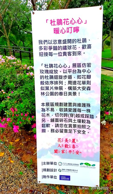 「大安森林公園2022台北杜鵑花季」(Hydrangea & Rhododendron flower exhibition at Da-An forest park), Taipei, Taiwan, SJKen, Feb 20, 2022.