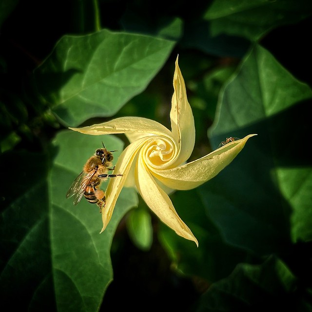 Impatient for the Unfurling, Bee & Datura bloom