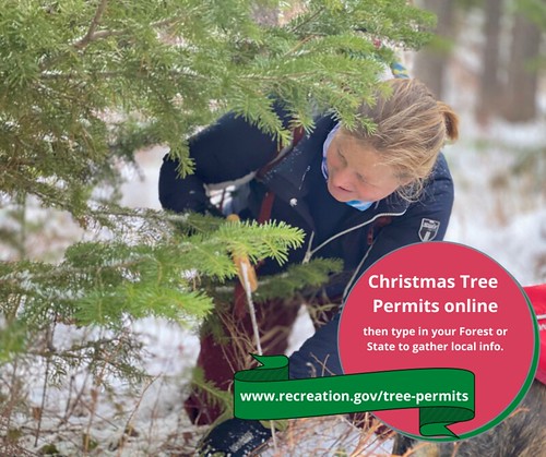 Person preparing to harvest a holiday tree; Christmas Tree Permits purchased online at recreation.gov/treepermits