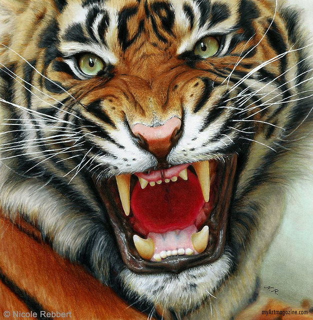 Realistic Drawing Tiger