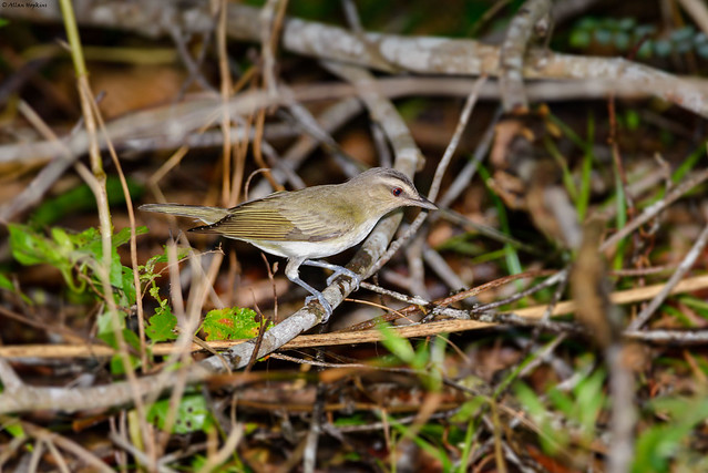 Red-eyed Vireo (Vireo olivaceus)