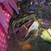 Flickr photo 'Balanus nubilus (23-7-19 New England aquarium)' by: Bárbol.