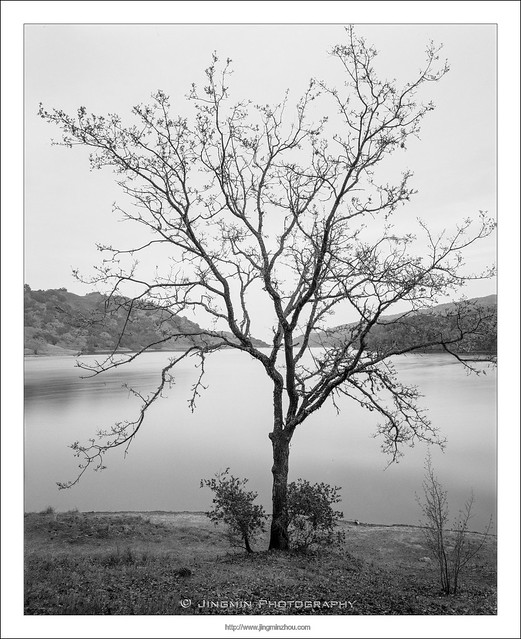 A young oak tree