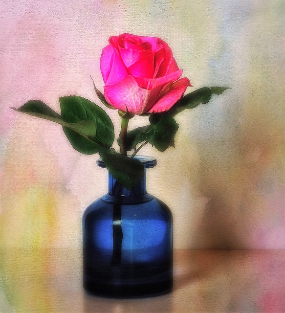 Painterly Pink Rose