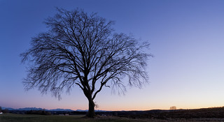 Sunset Panorama Tree - Bavaria