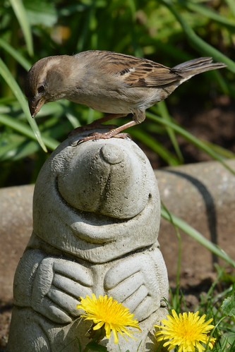 Sparrow & Mole | by suekelly52