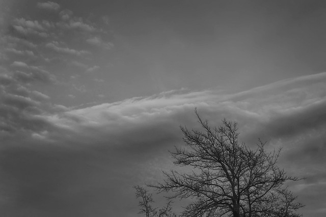 cloudbank and tree