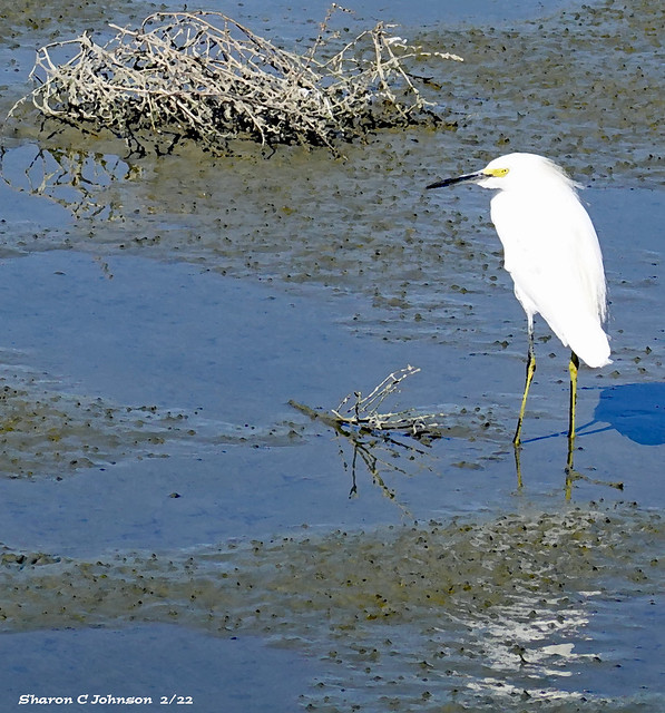 Snowy Egret at Low Tide