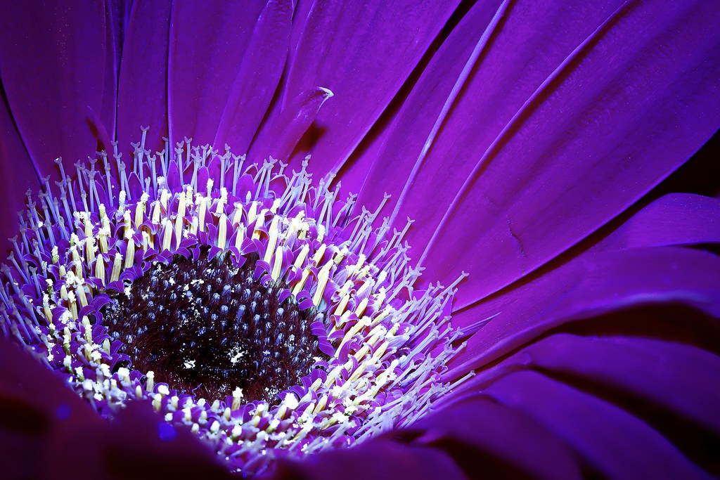 Ultra violet of a daisy